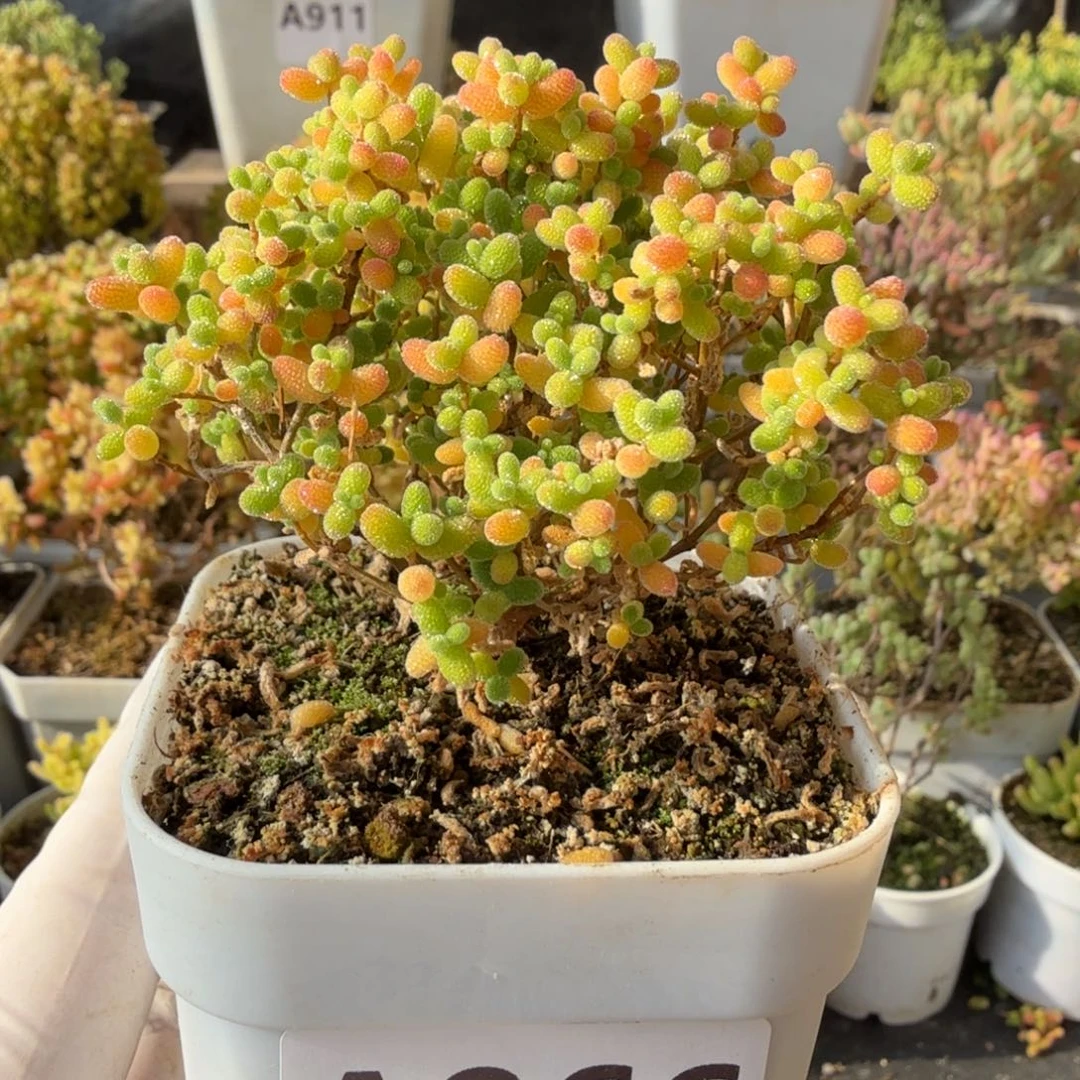 A966开播福利蜜橘糖球