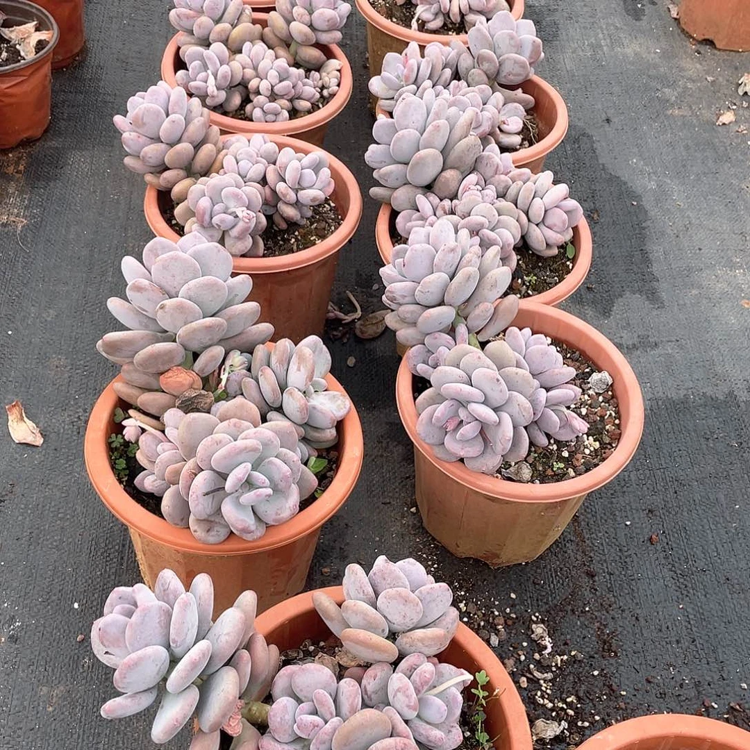 大叶奶9.9米 量拍多肉