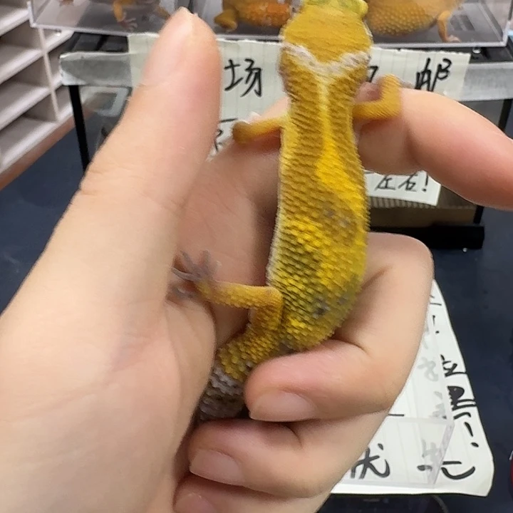 豹纹守宫从北京看看