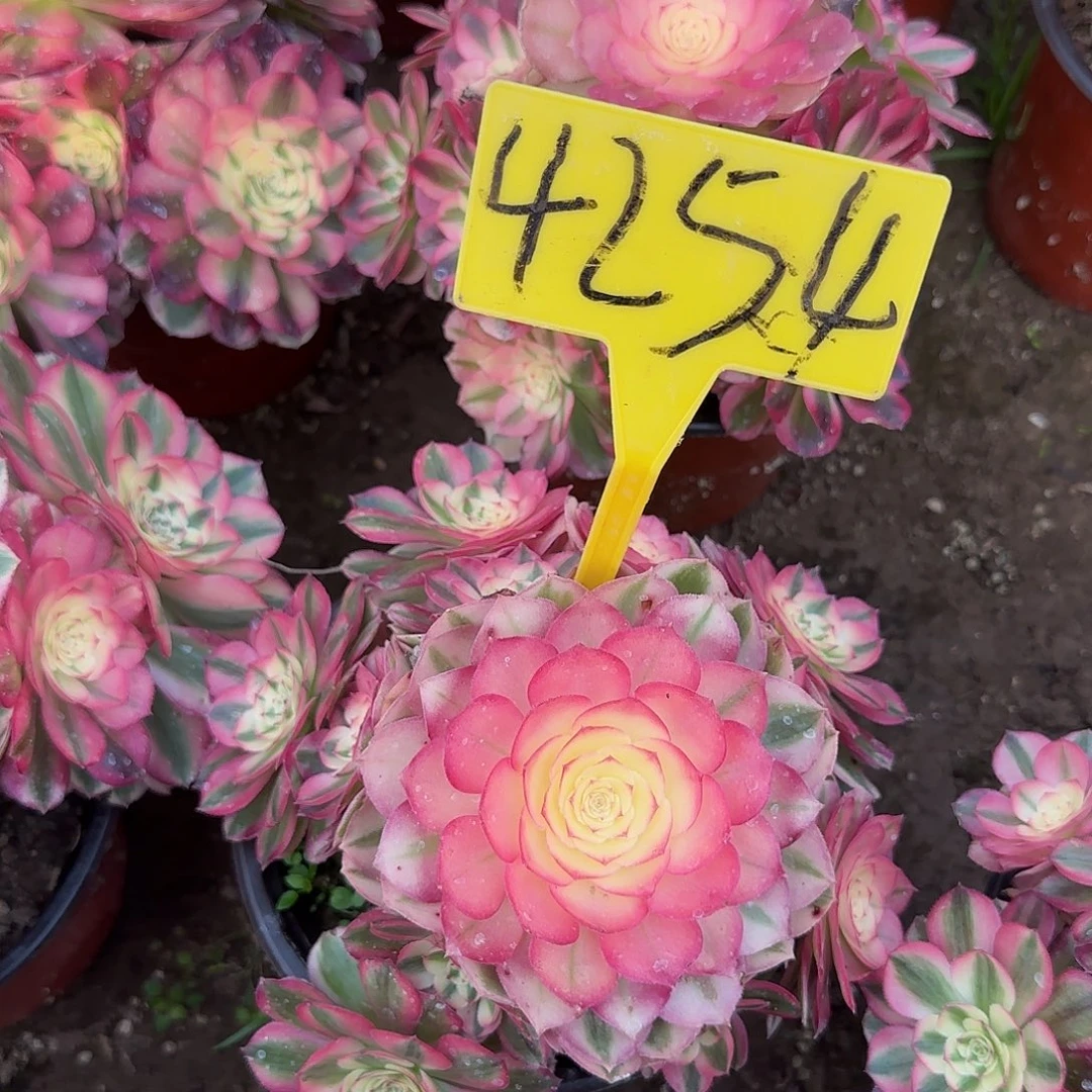 4254---倾城多头多肉