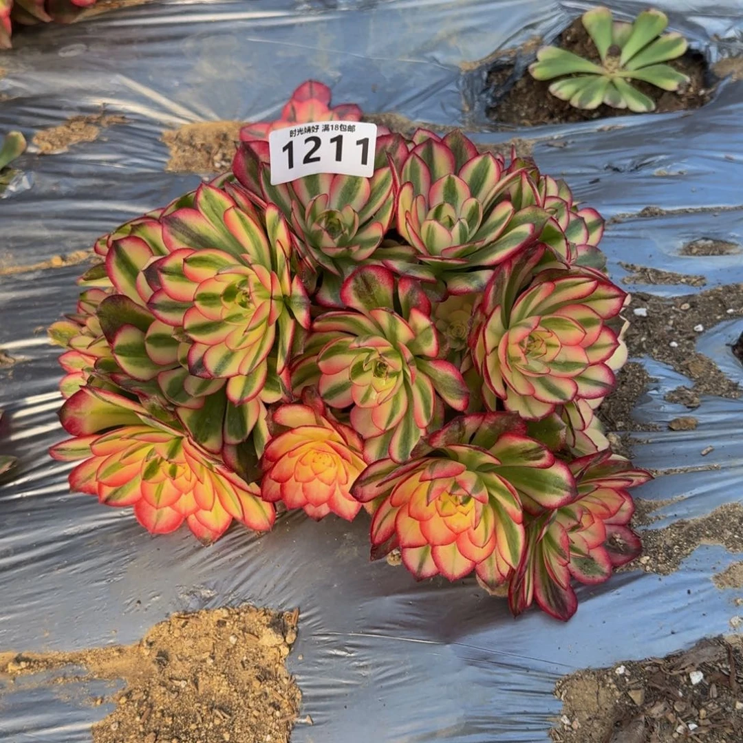 1211荔枝。多肉植物