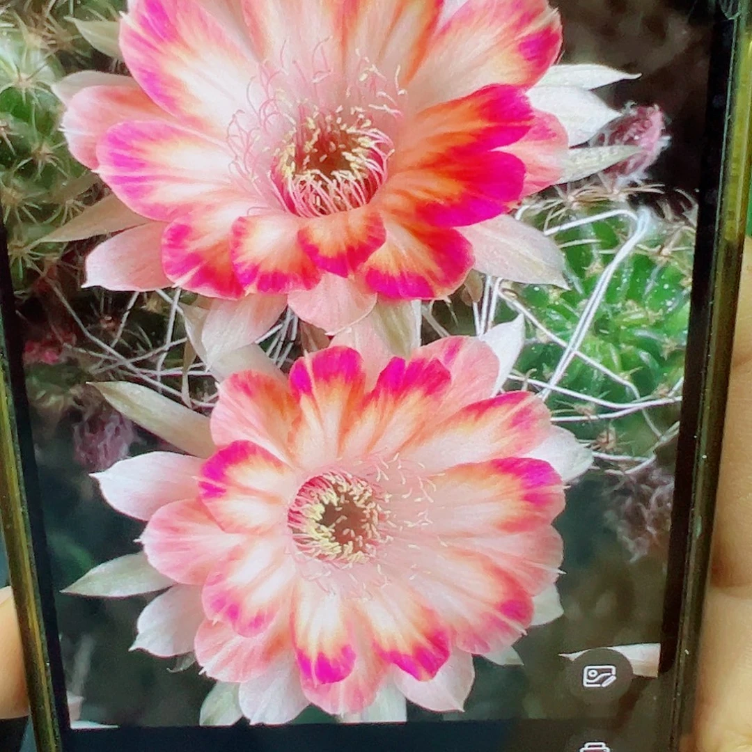 丽花 公子侧芽 满20包邮