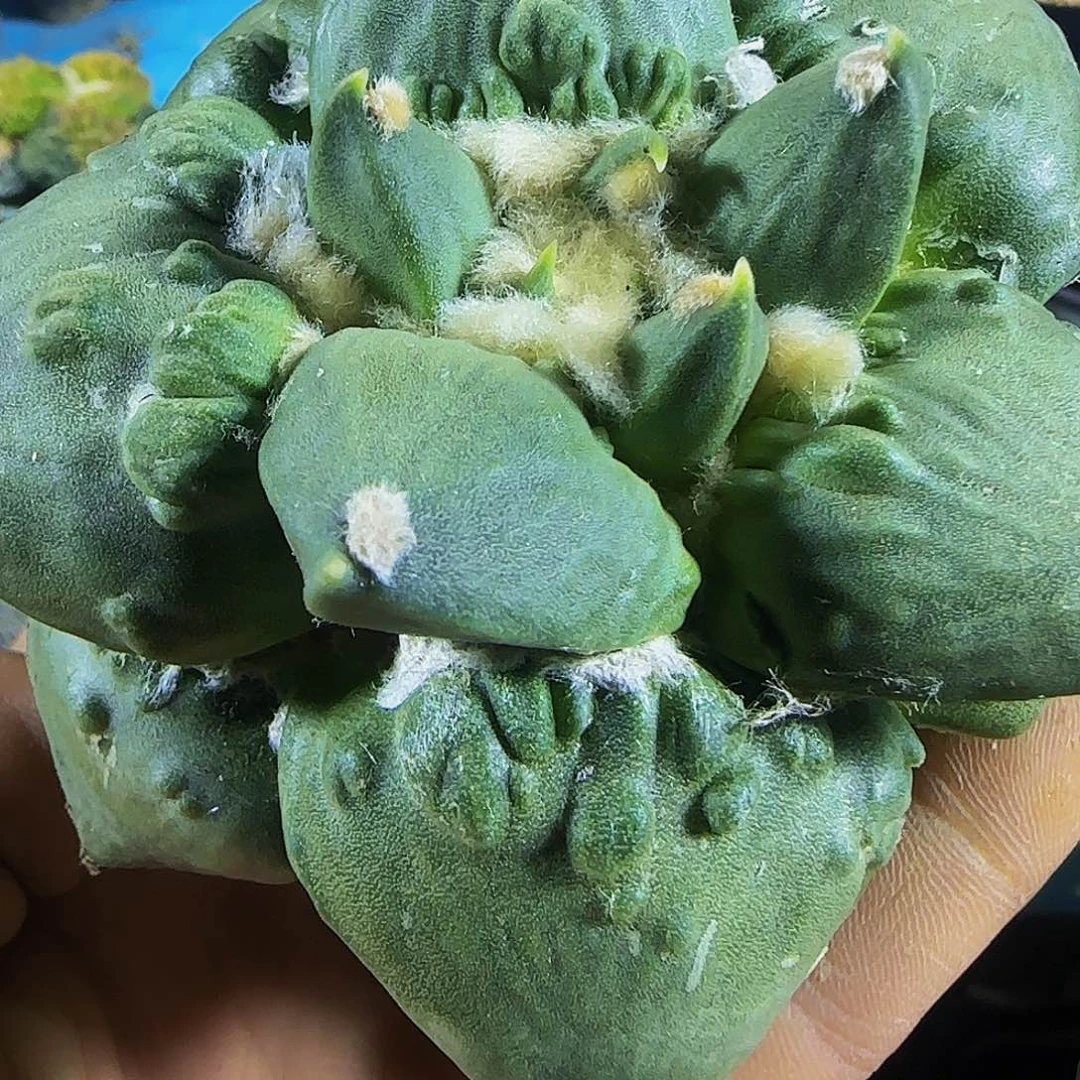 钩尤瘤尤怒涛般881。