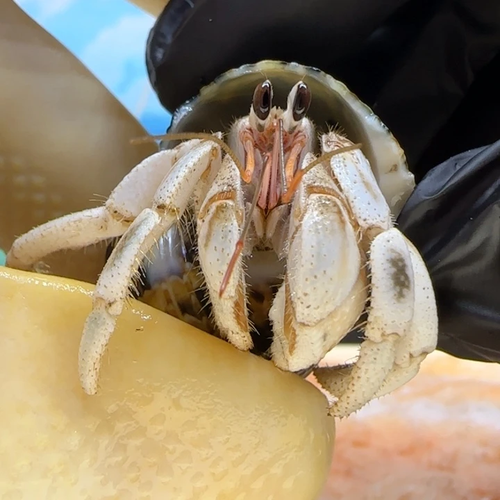 A8熊猫 灰白1.4cm口径