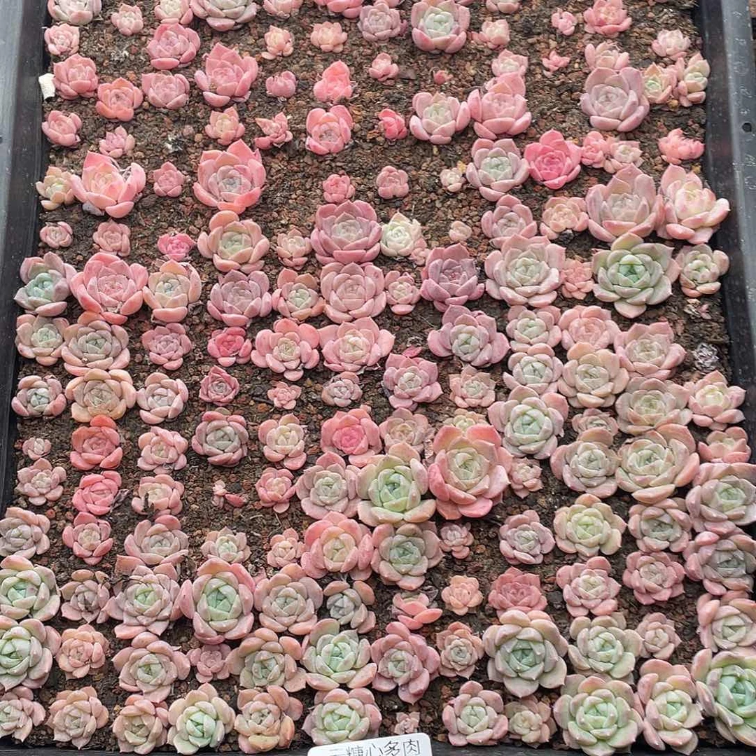 云糖心多肉植物237