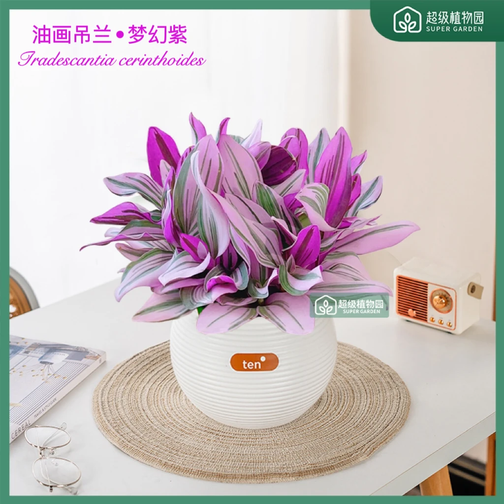 油画婚礼吊兰花卉办公室内阳台送礼四季好养净化空气美观绿植盆栽