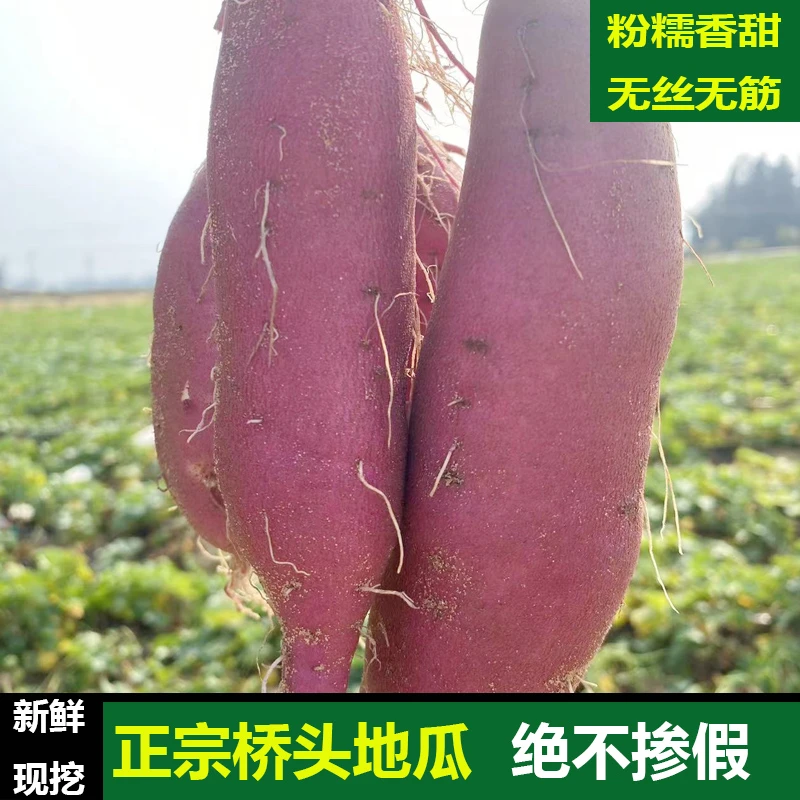 海南澄迈新鲜现应季挖桥头富硒地瓜板栗口感盐沙地番薯蔬菜5斤9斤