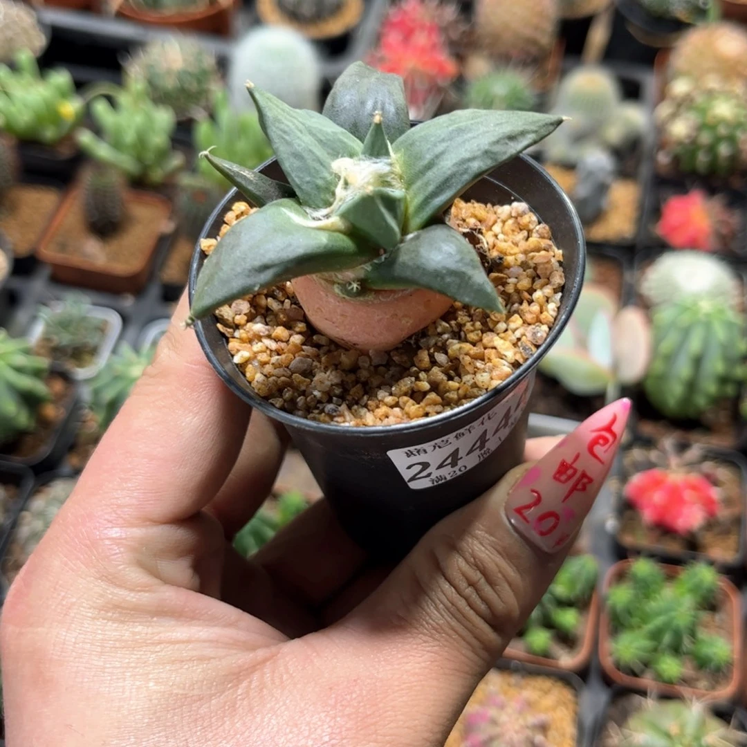 24444一物一拍单头发货