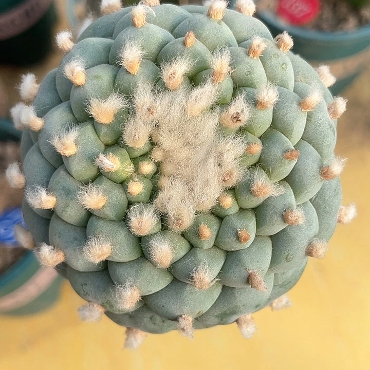 仙人球苗转7.5公分239