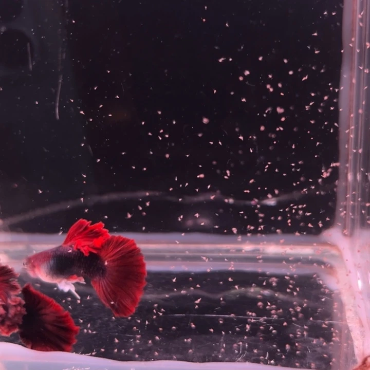 孔雀鱼爆绒折扇1对