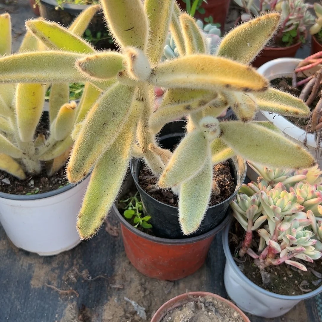 多肉植物闪光兔群有砍