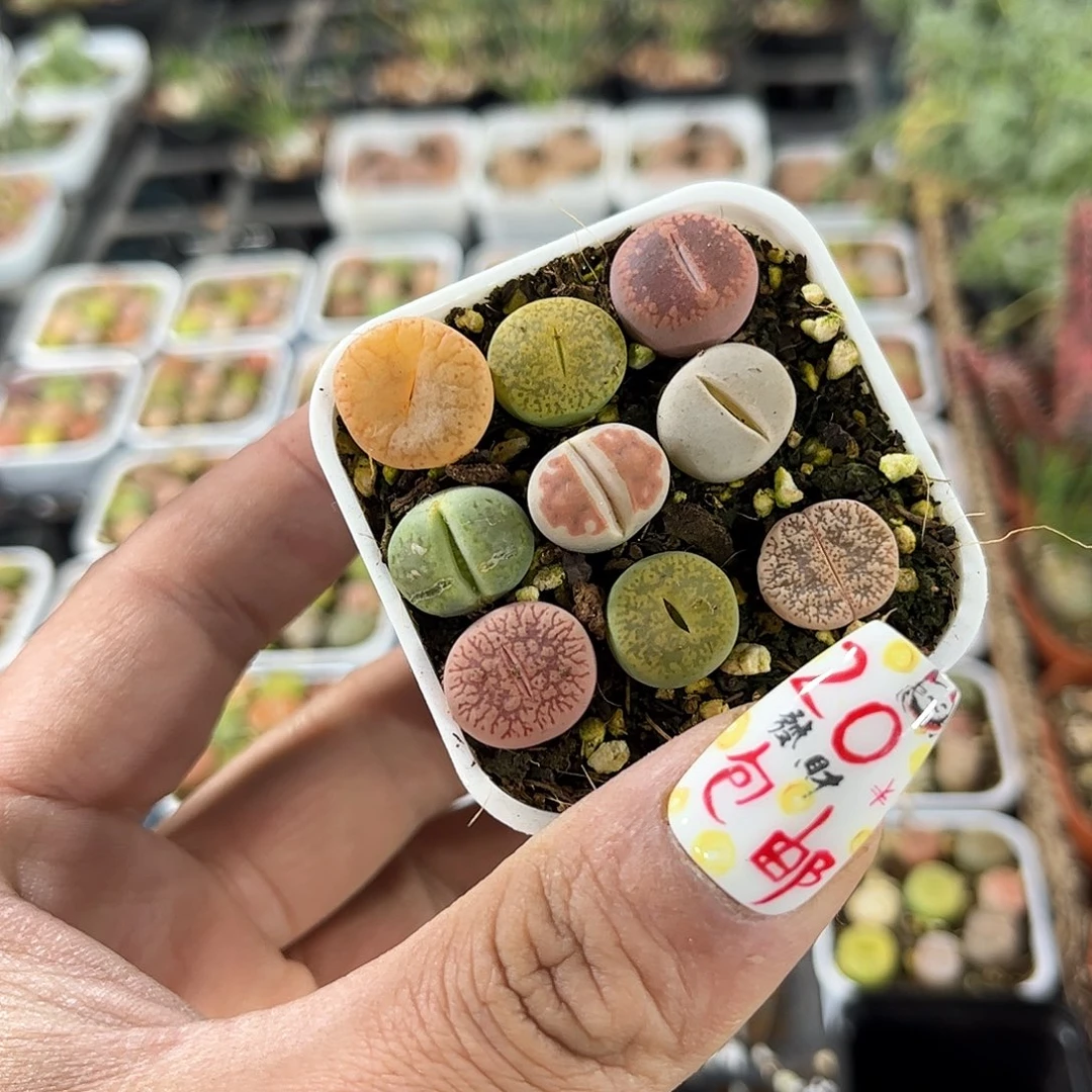 彩拼生石花单头发货有根