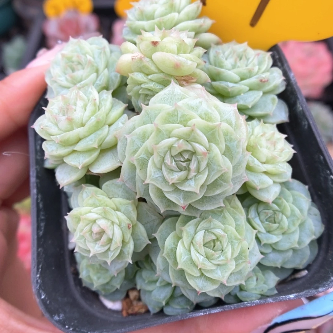 编号麦秆群生247号。