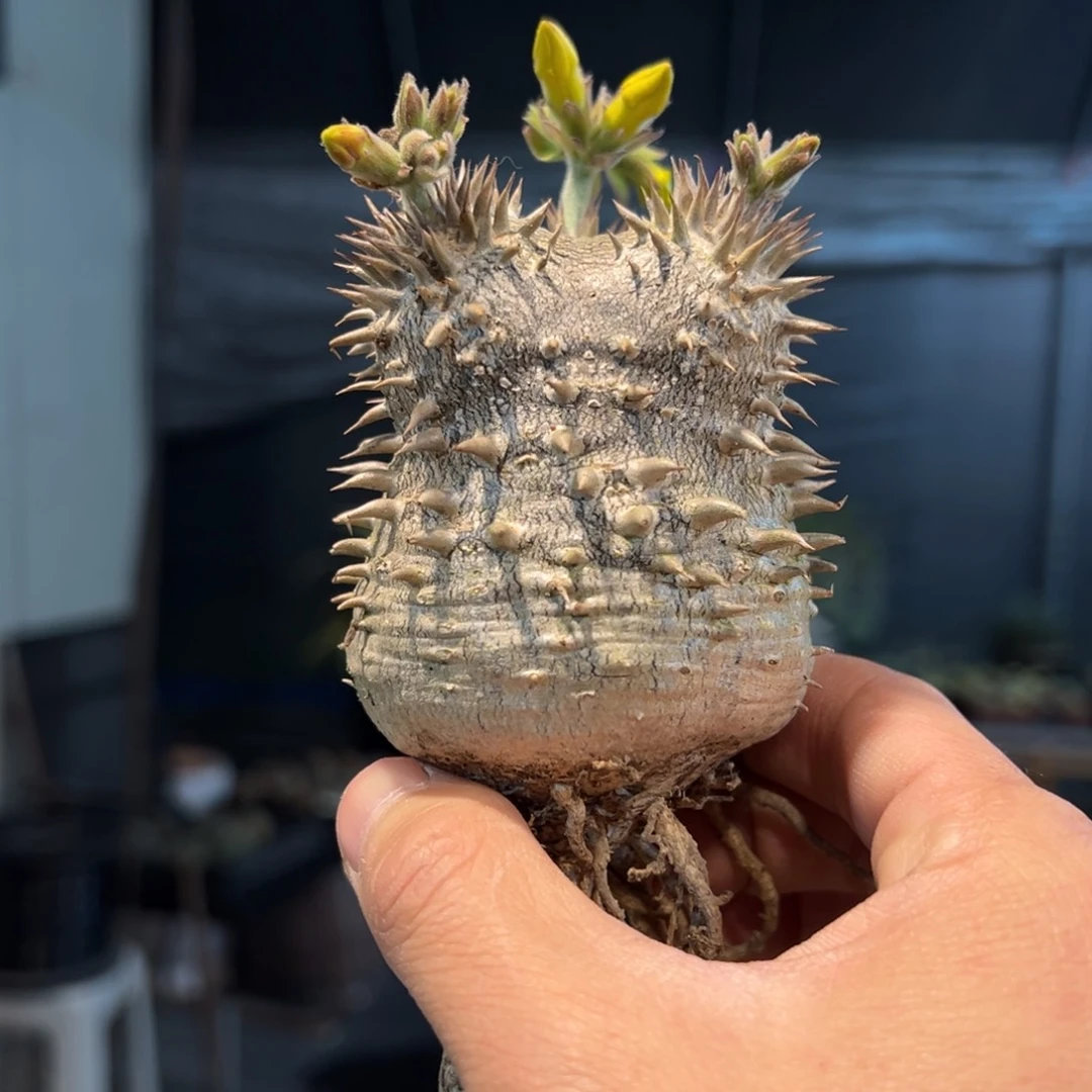 性****信353惠比大黑块根植物脱土发货