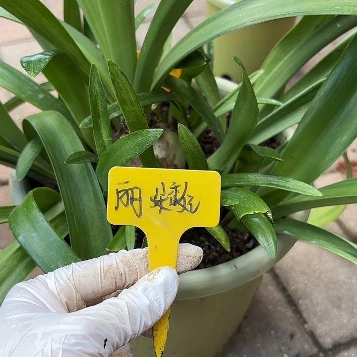 无花朵朱顶红丽朵香妃一坨