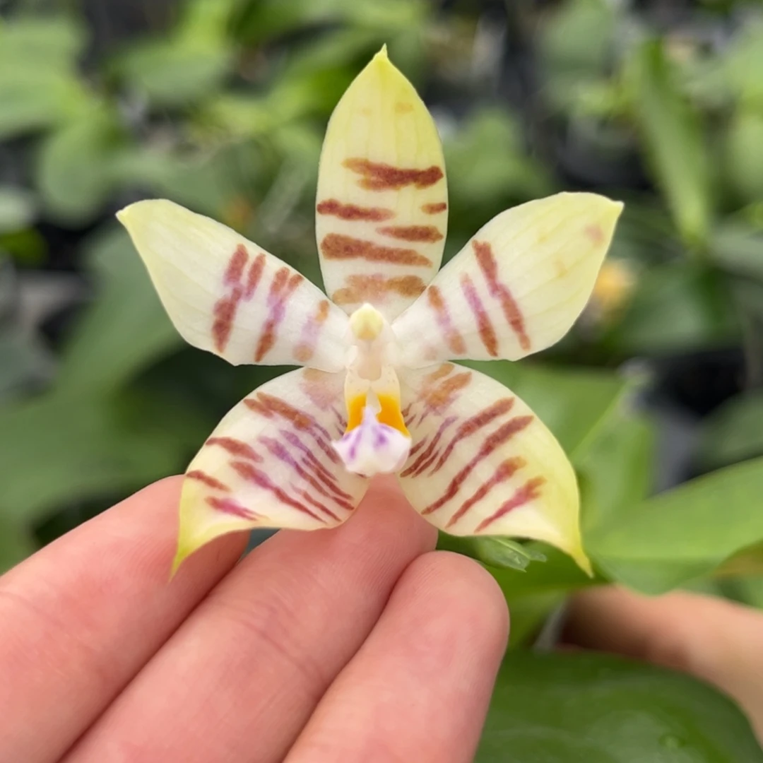 完全开放2.5寸82开花株