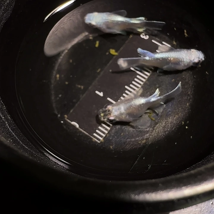 青鳉鱼一物一拍358