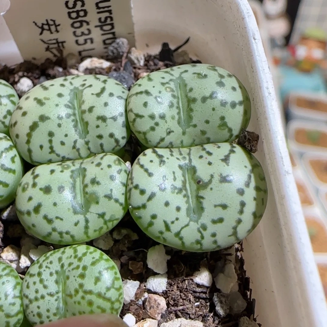 肉锥多肉植物组合-sb635安贞848