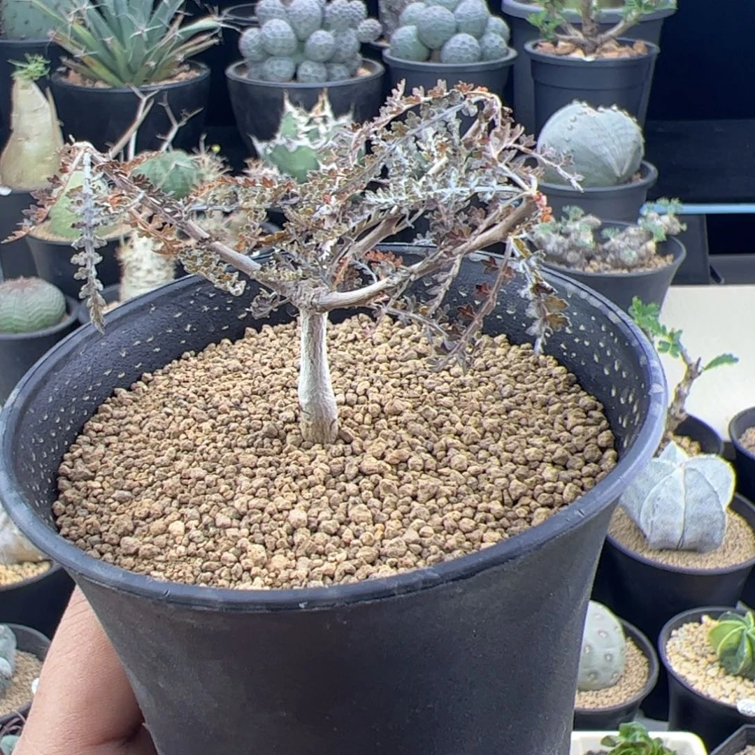 银叶索科特拉橄榄实生一物一拍