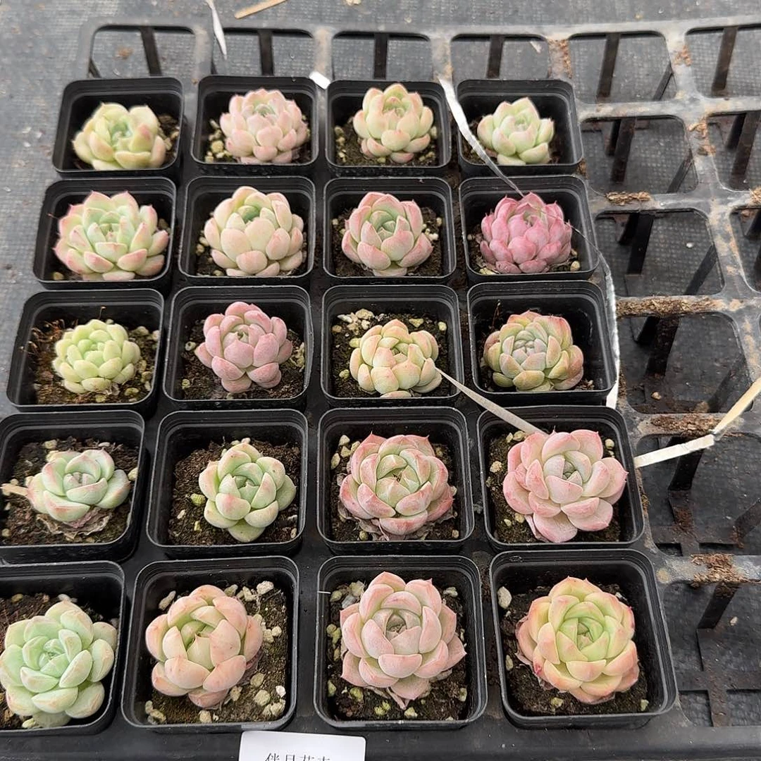 149珍妮小的二十颗量拍左三