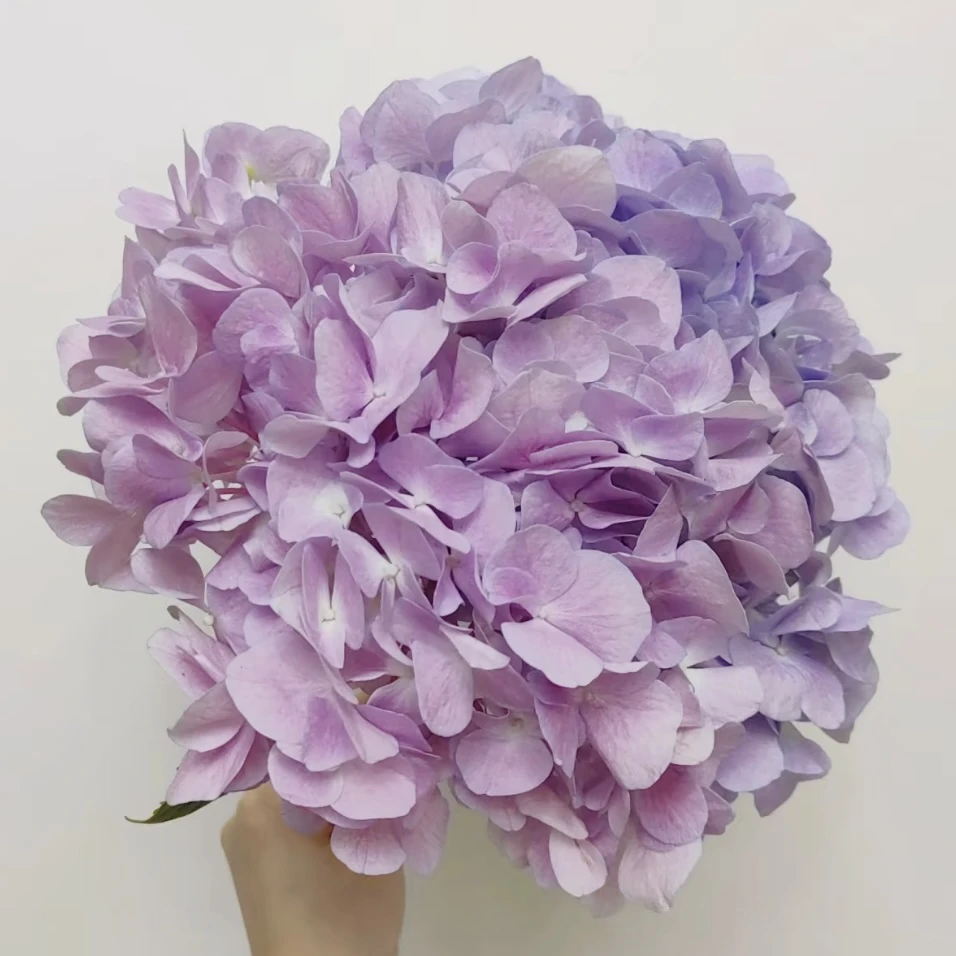 【大海粉&大海紫】1.5加仑新老枝重瓣露天可调阳台庭院地栽多季开花