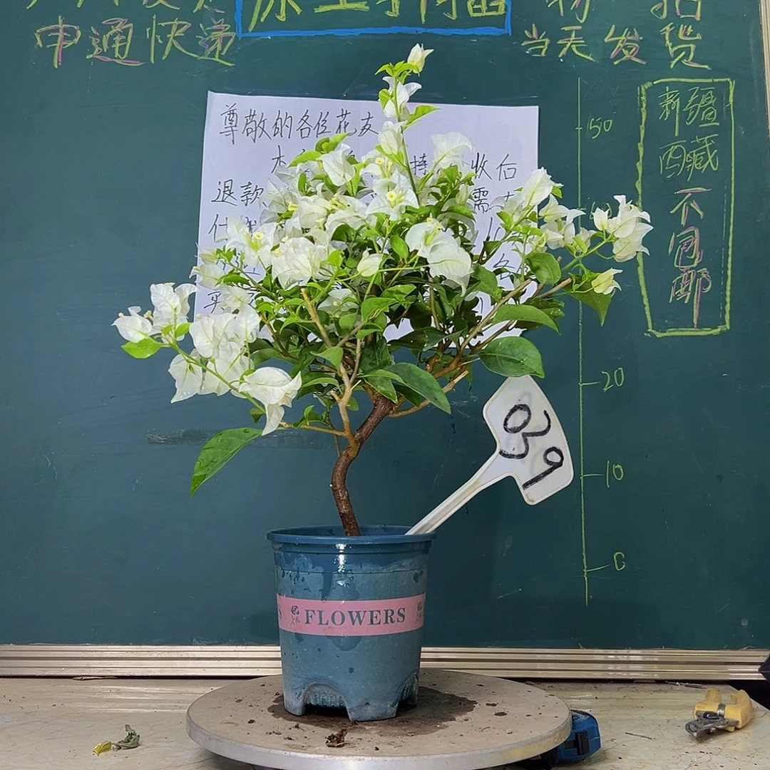 当前无花栽培后可以开花白雪公主 039