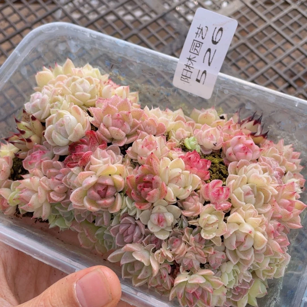 多肉植物多肉植物526