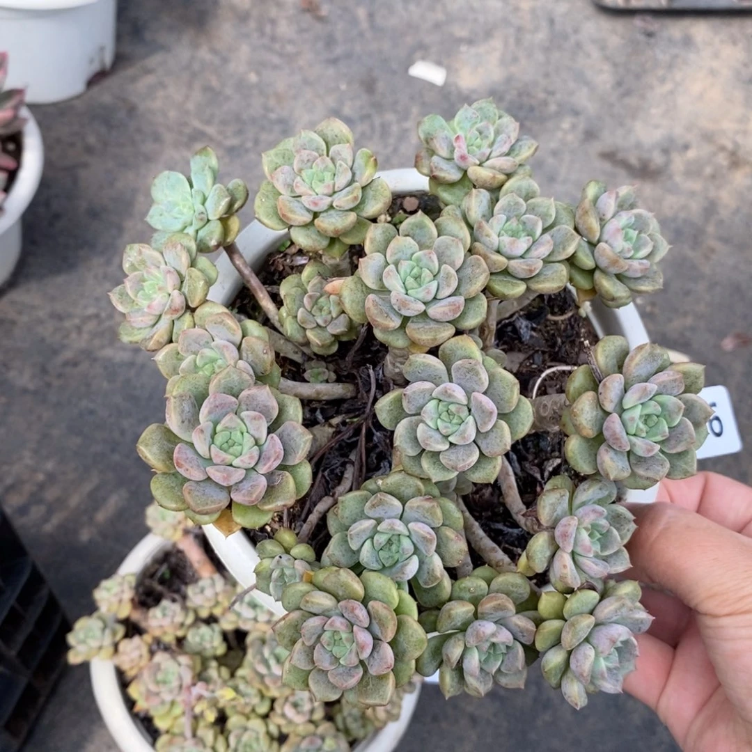 2296粉布偶一物一拍