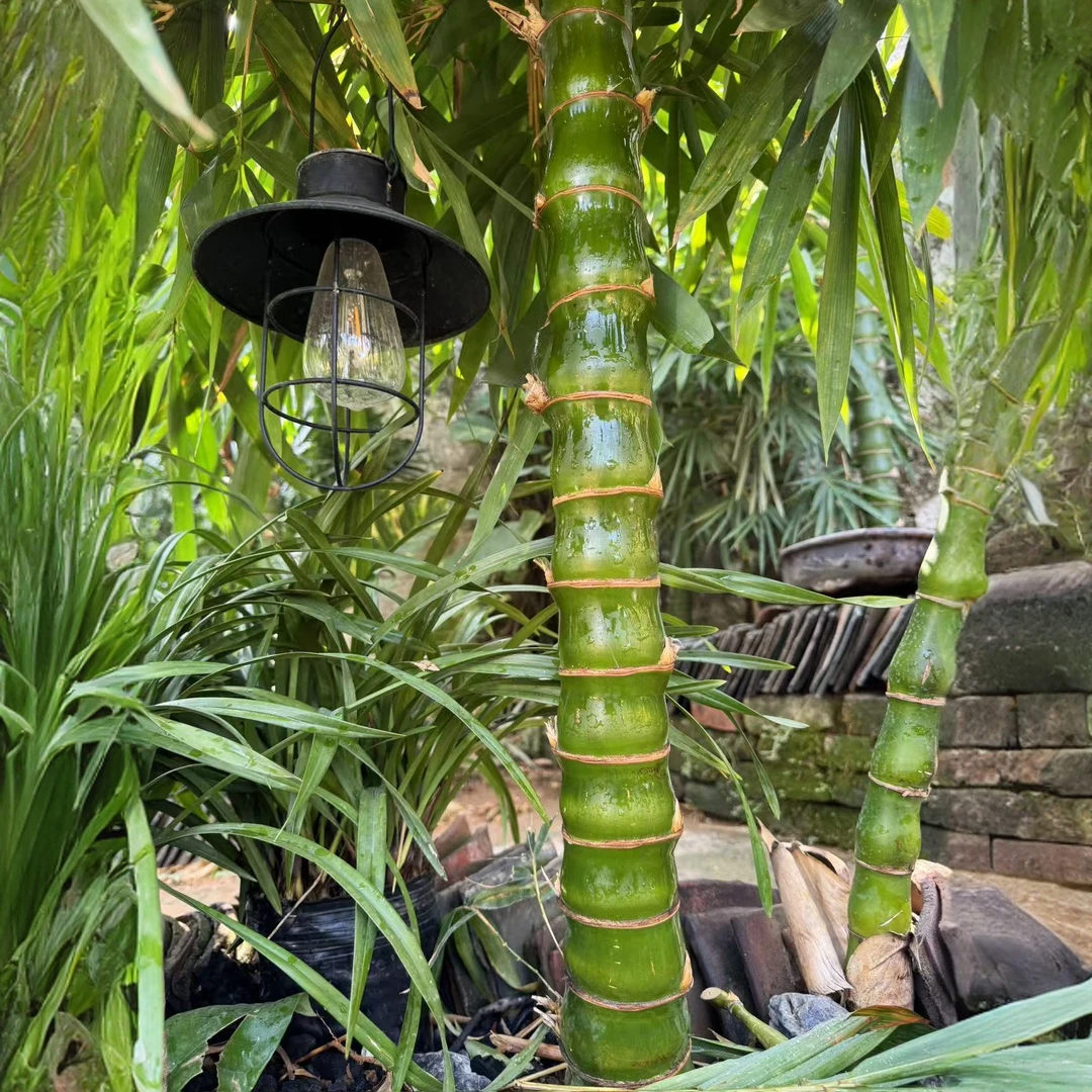 佛肚竹粗6公分高1.4-1.5米/不含盆