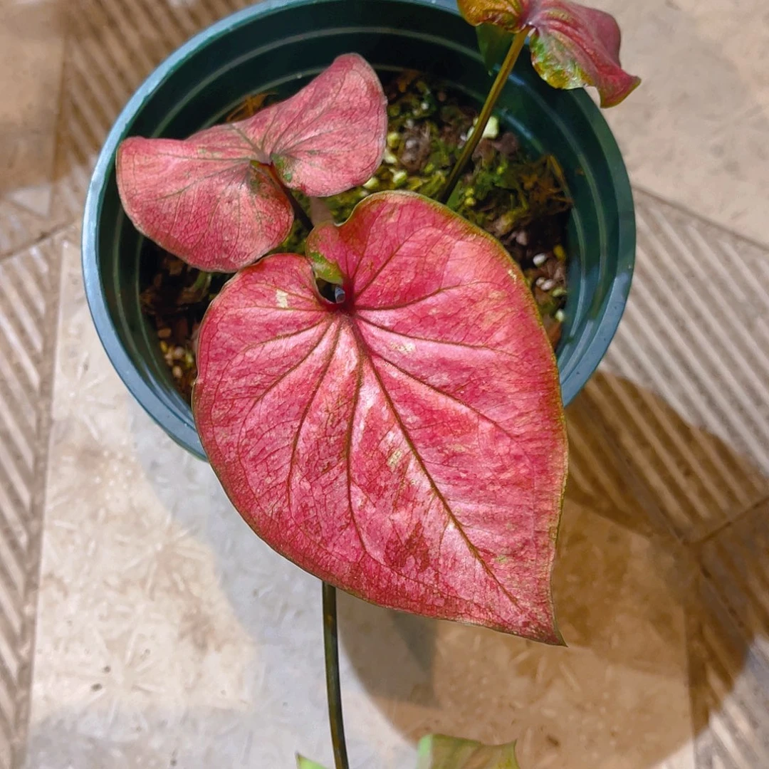 完全开放3800泰彩