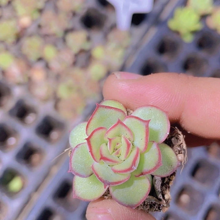 萤火虫【满10颗包邮】