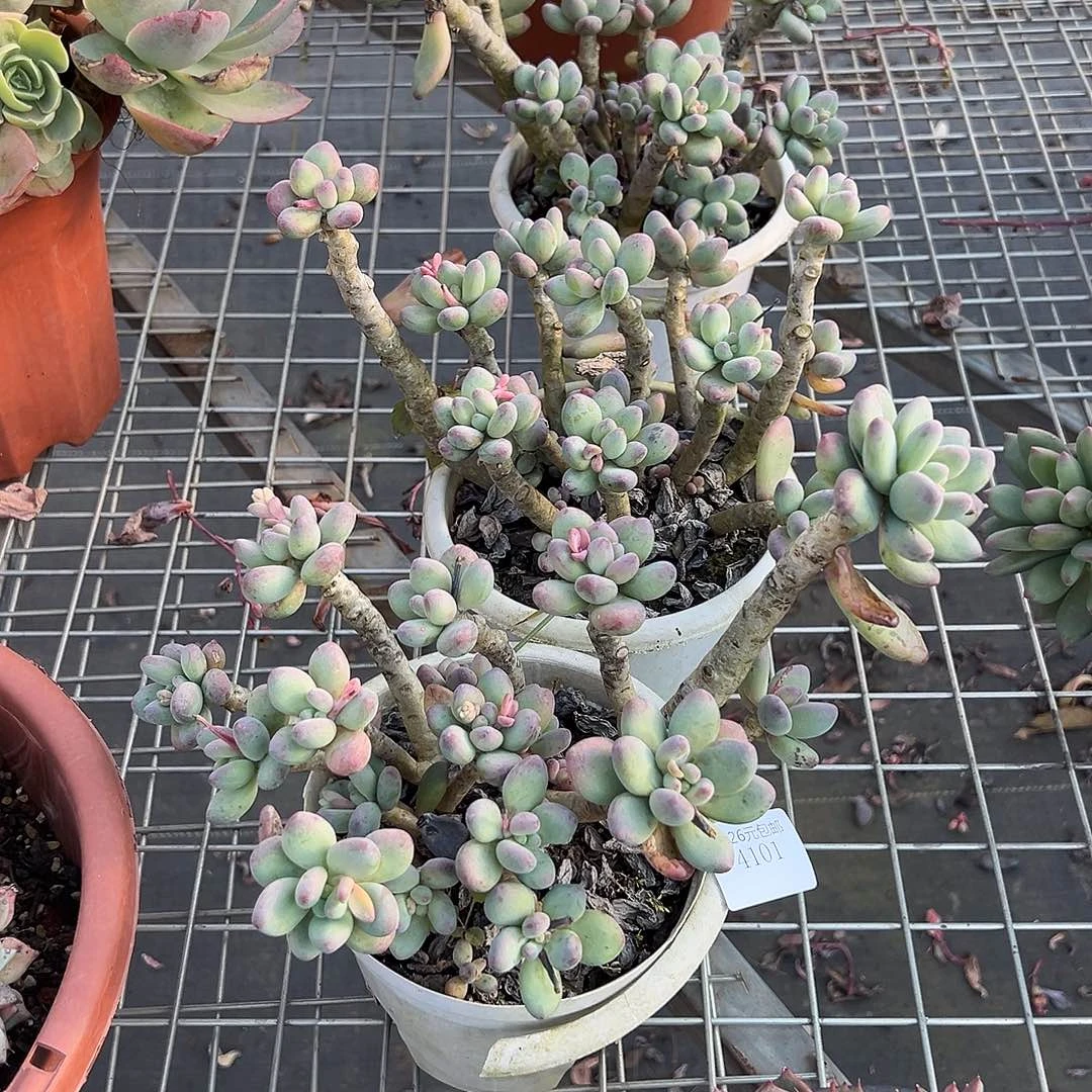 大***王4101苹果奶3棵多肉植物