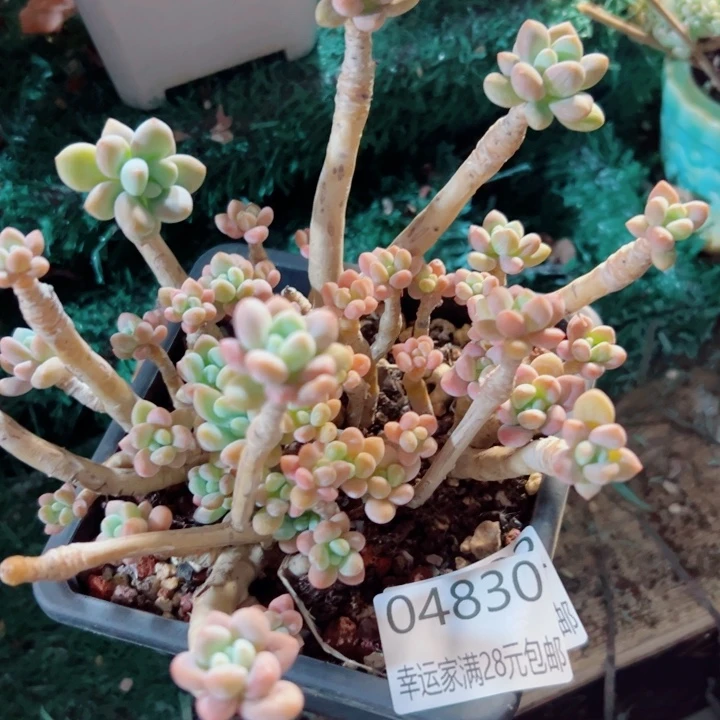 幸运的是我还没遇到你呢