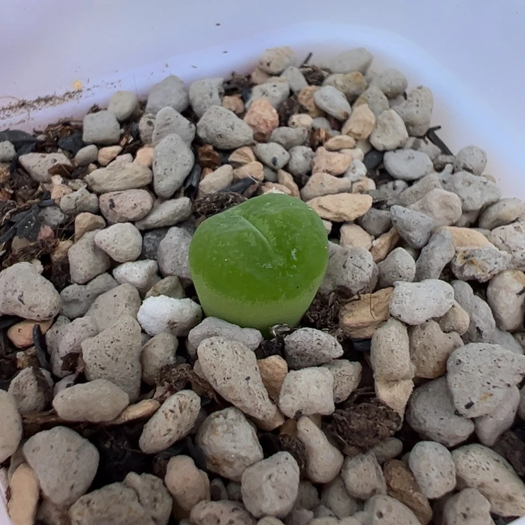 王**～多肉植物多肉植物