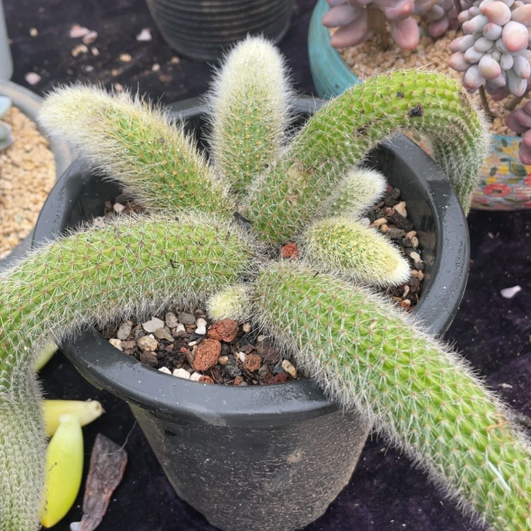 九尾狐群生多肉植物一物一拍