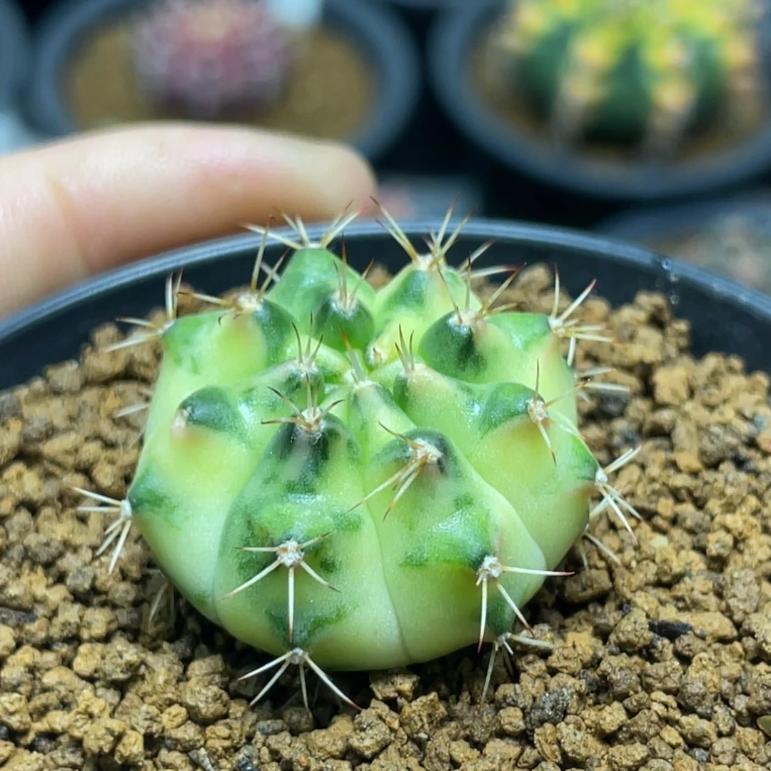 当前无花朵，栽培后可花朵月亮皇冠