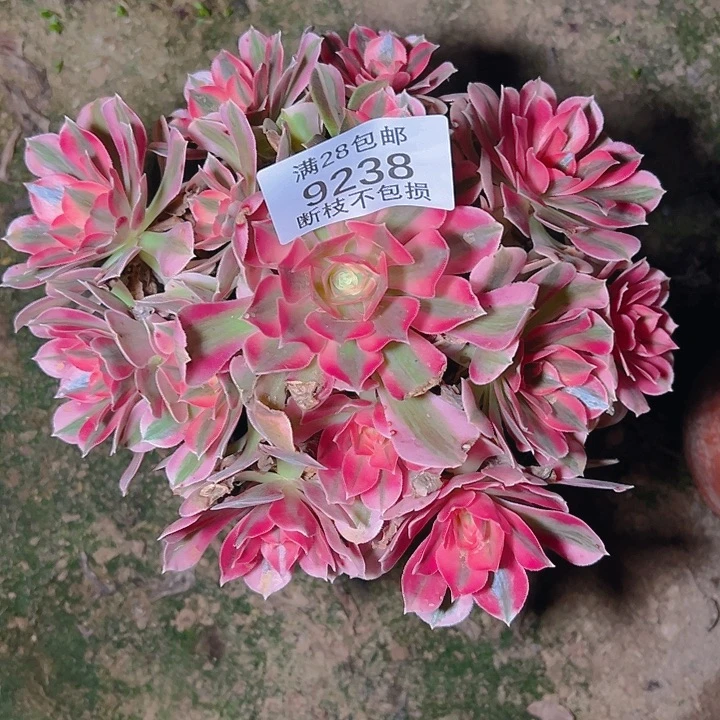 9238粉女巫多肉植物