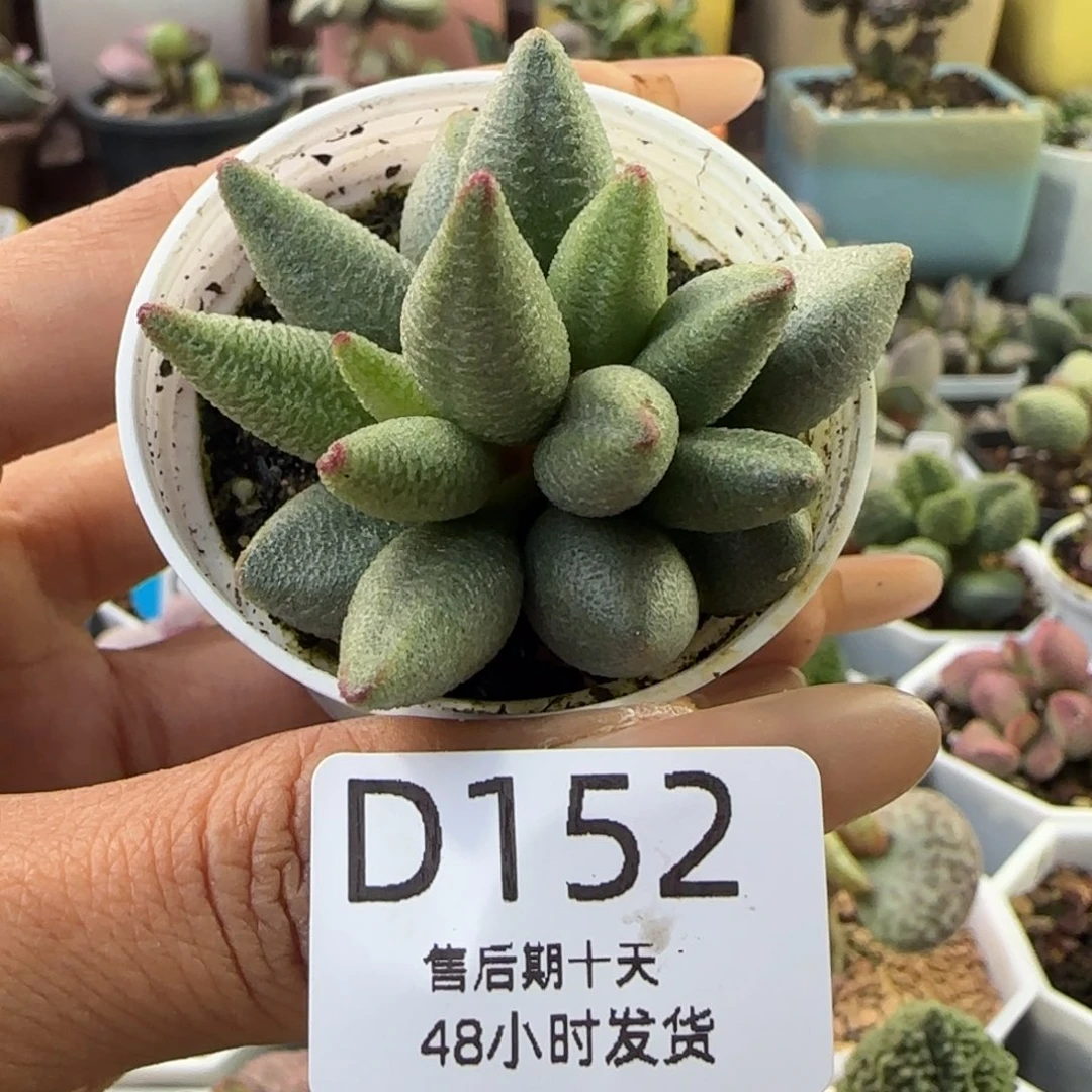 福利多肉。   152。