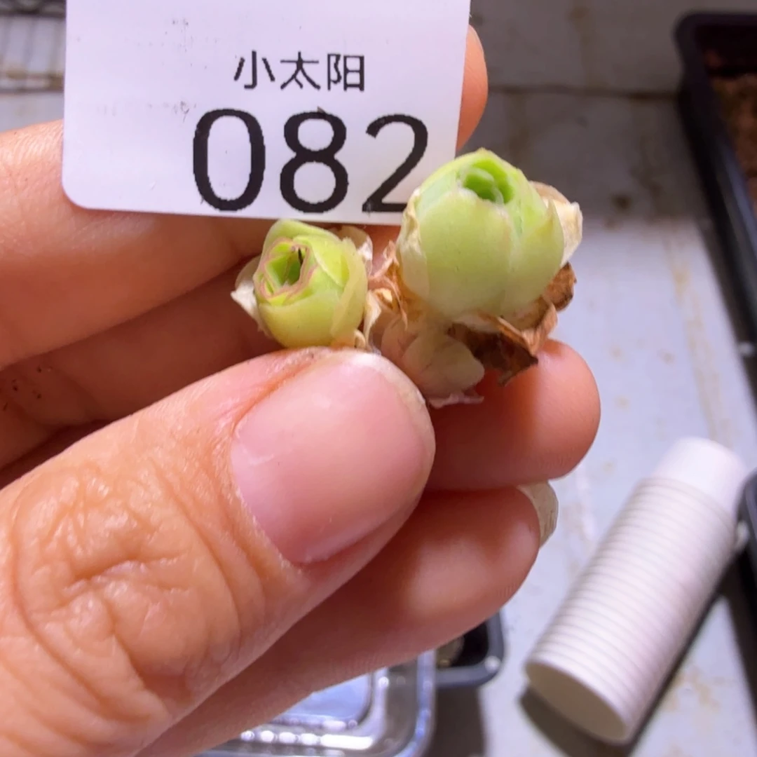 山地玫瑰。 82多肉