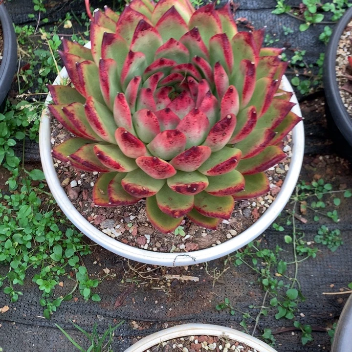 美肉特价活动开始啦