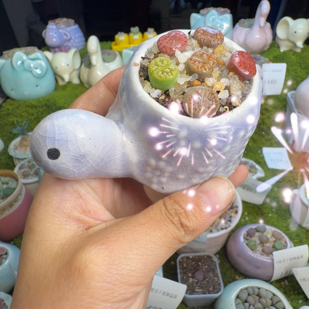 多肉植物开播福利1462