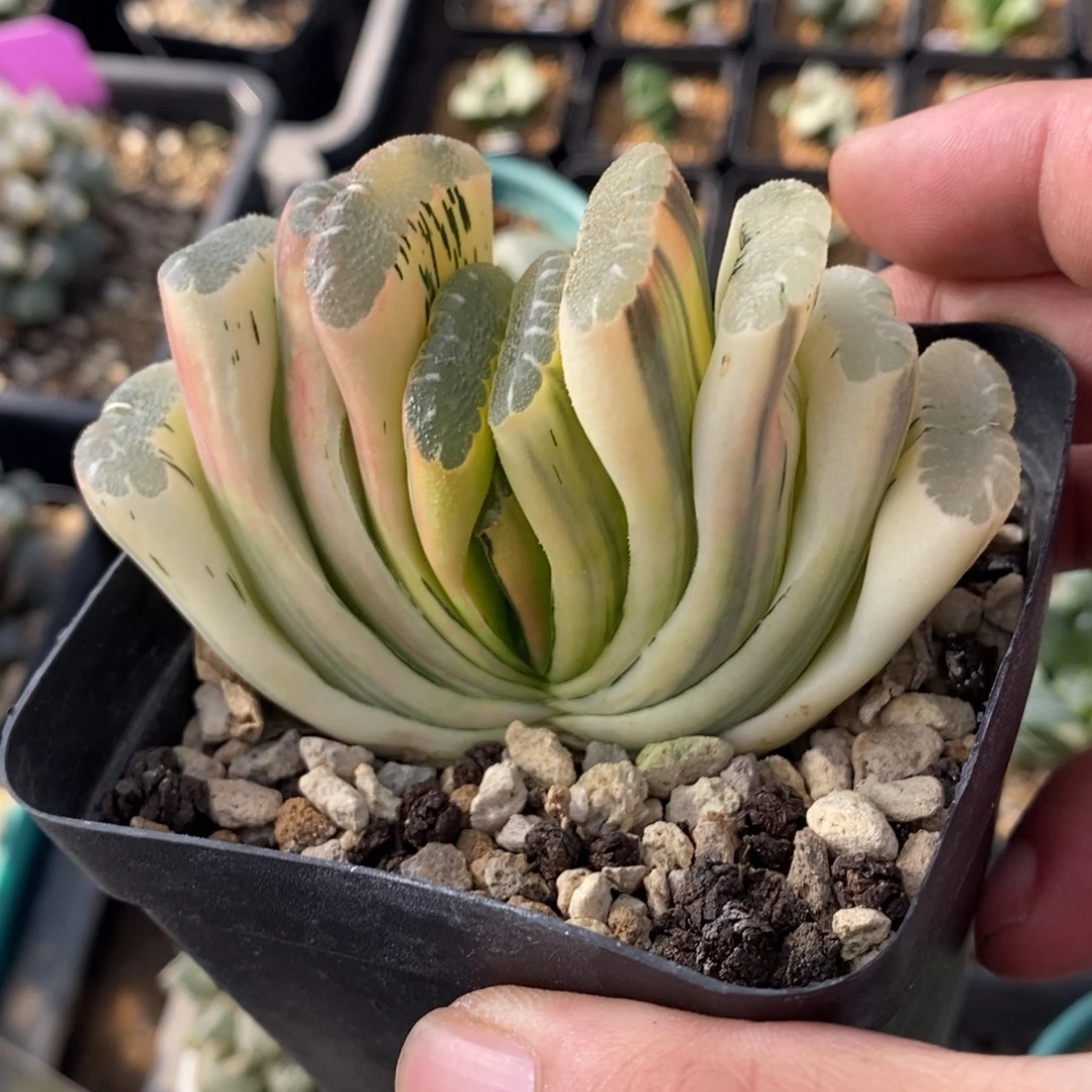 一颗实生糊斑玉扇锦