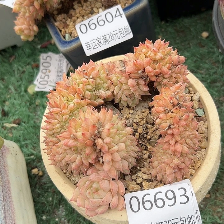幸运儿是一位非常优秀且非常有