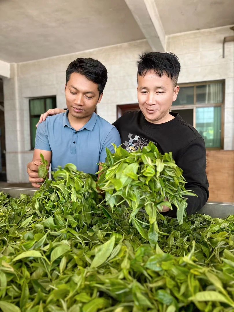 2025年老曼峨142号 黄金叶