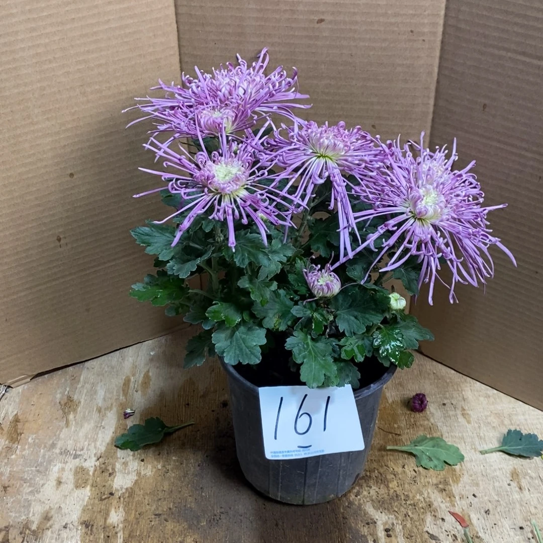 完全开放000000161