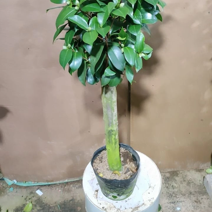 63五品，原盆原土发货，不包邮