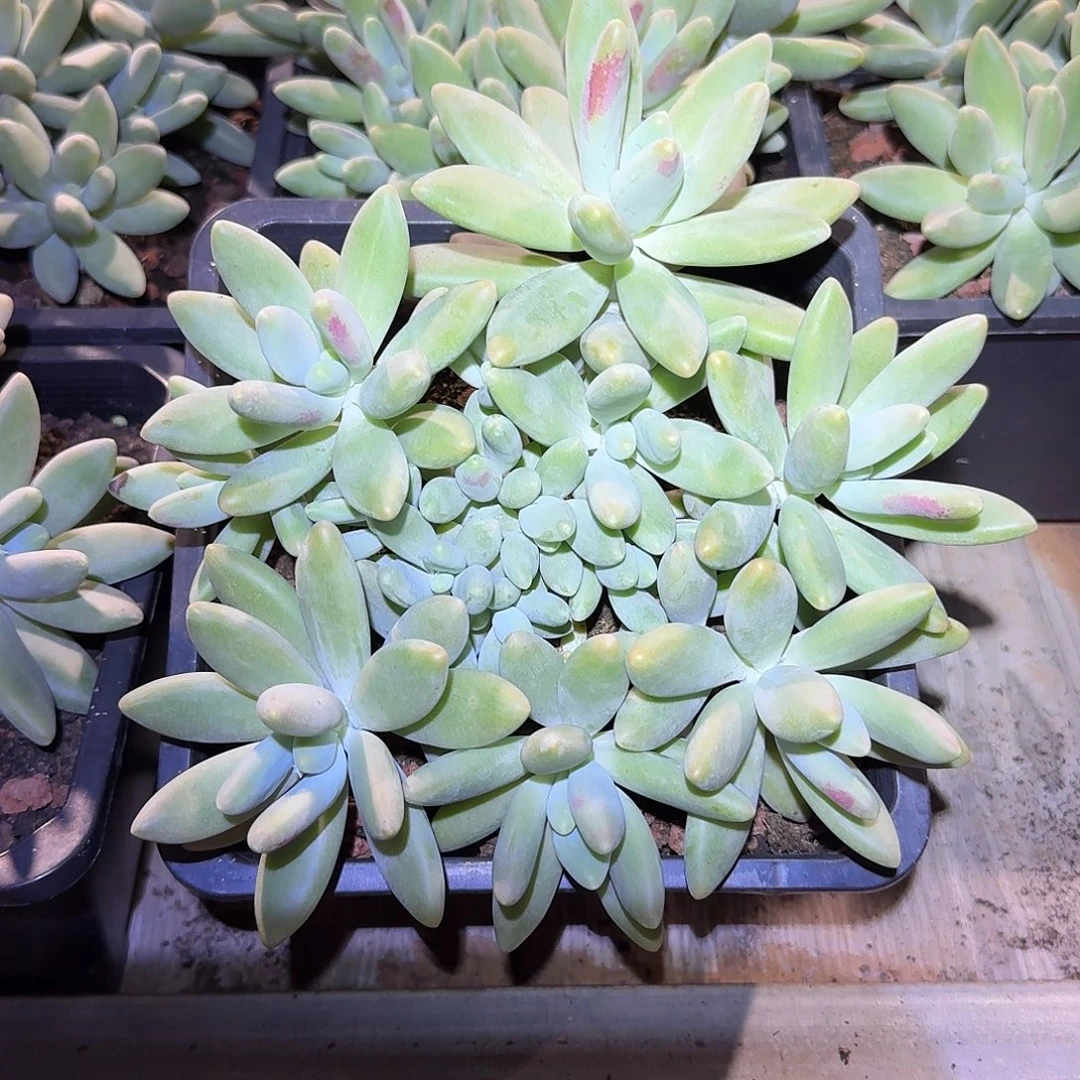 白兰地整无砍木质桩群生