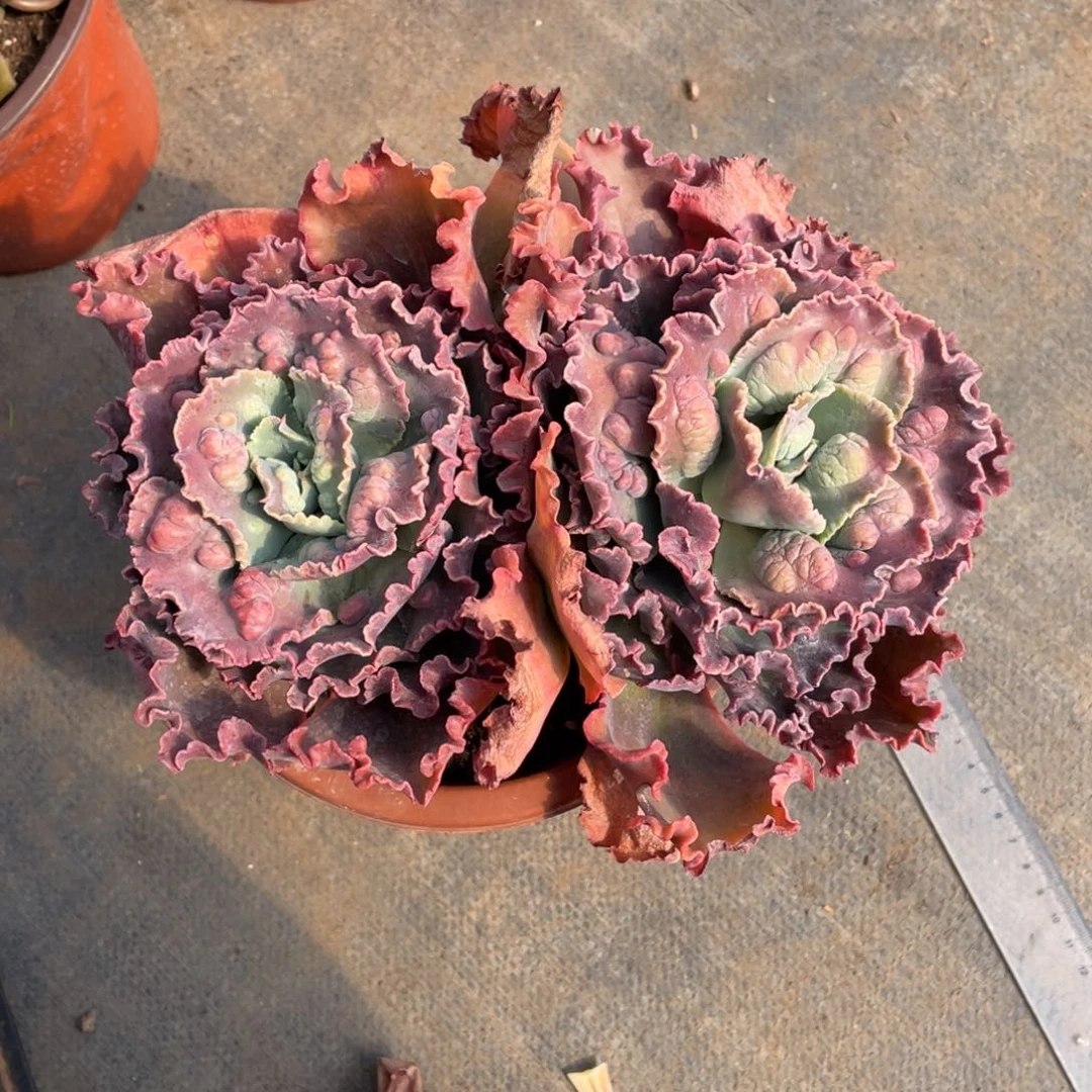 吴**-包菜冠幅20公分一物一拍