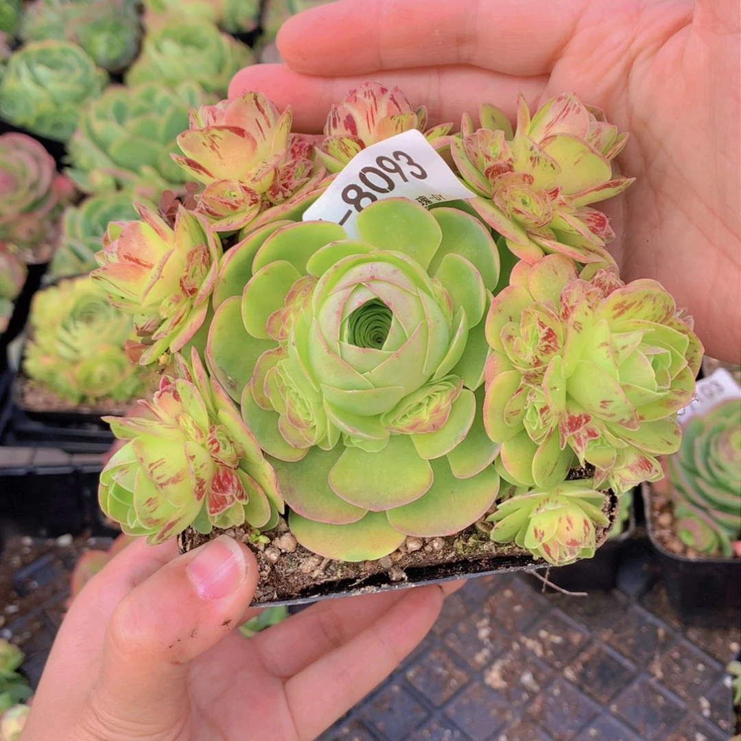 8093绒宝宝会掉侧芽