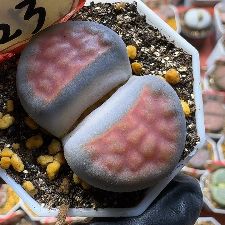 生石花1111111。  167